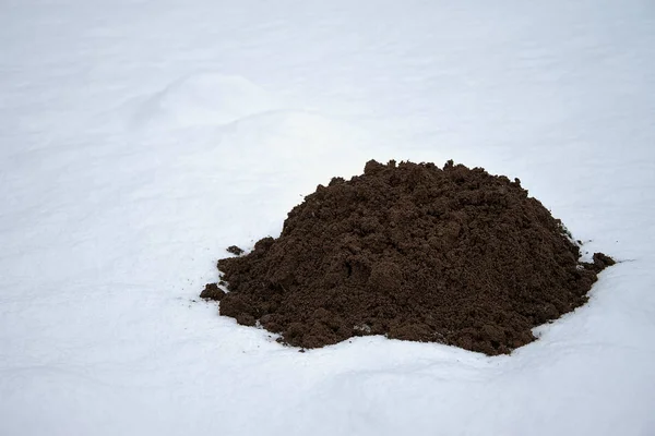 Fresh Frozen Mole Molehill Winter Time Snow — Stock Photo, Image