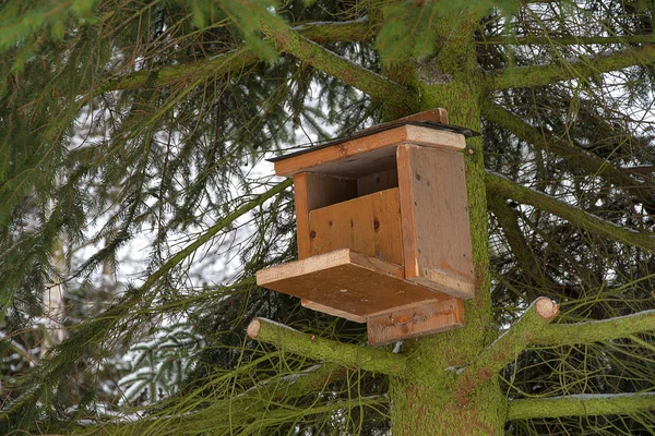 トウヒに取り付けられたリスのための住宅 家で作られた 冬のリスの助け — ストック写真