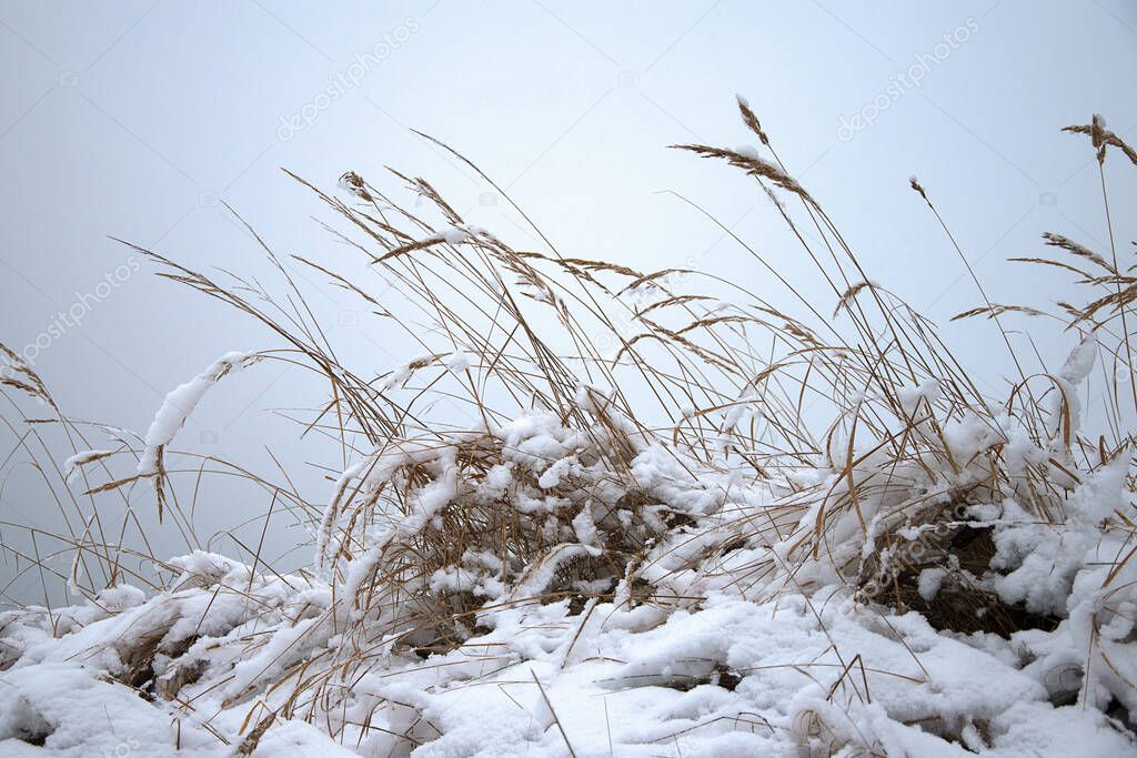 Dry grass covered with snow in winter. Cloudy sky. Winter time.
