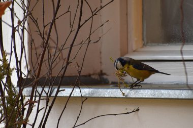 Cyanistes caeruleus. The bird builds a nest. It carries moss and grass into its nest in its beak. Small tit-like songbird. It stands on the window sill