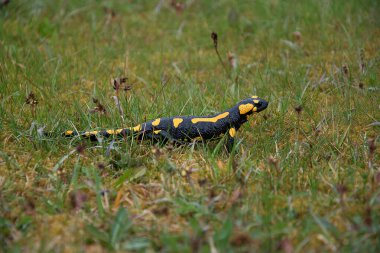 Salamandra semenderi. Semender çimlere tırmanır. Nesli tükenmekte olan hayvan türleri. Amfibyumun siyah-sarı rengi