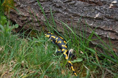 Salamandra semenderi. Semender saklanıyor. Nesli tükenmekte olan hayvan türleri. Amfibinin siyah-sarı rengi