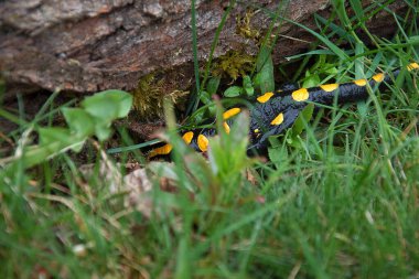 Salamandra semenderi. Semender saklanıyor. Nesli tükenmekte olan hayvan türleri. Amfibinin siyah-sarı rengi