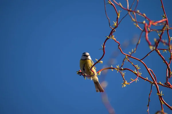 Cyanistes Caeruleus Маленькая Певчая Птичка Сиськами Птица Сидит Ветке Ивы — стоковое фото