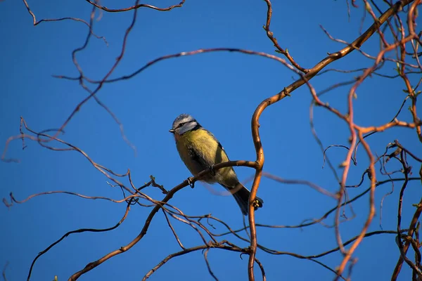 Cyanistes Caeruleus Small Tit Songbird Bird Sitting Willow Branch Blue — Stockfoto