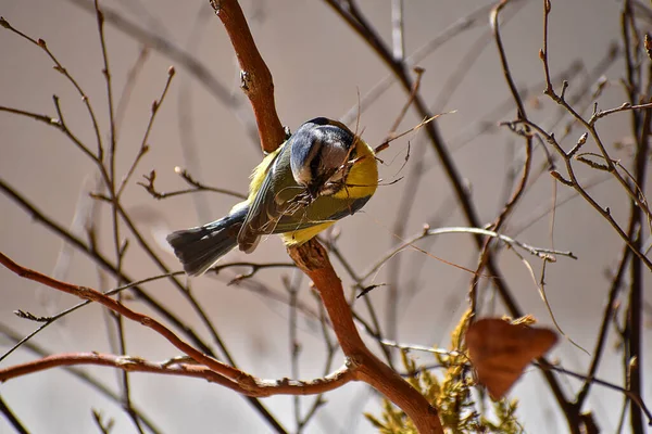 Cyanistes Caeruleus Птица Строит Гнездо Несет Мох Траву Свое Гнездо — стоковое фото