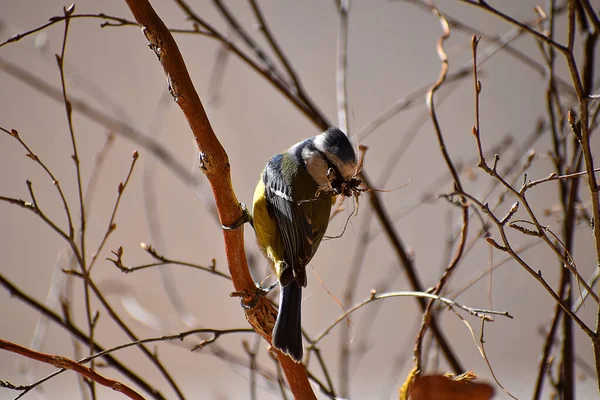 Cyanistes Caeruleus Ave Construye Nido Lleva Musgo Hierba Nido Pico —  Fotos de Stock