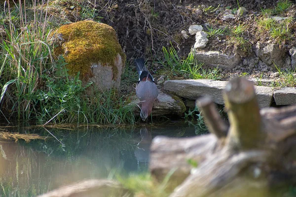 Garrulus Glandarius Jay Pássaro Tamanho Médio Jay Jardim Junto Lagoa — Fotografia de Stock