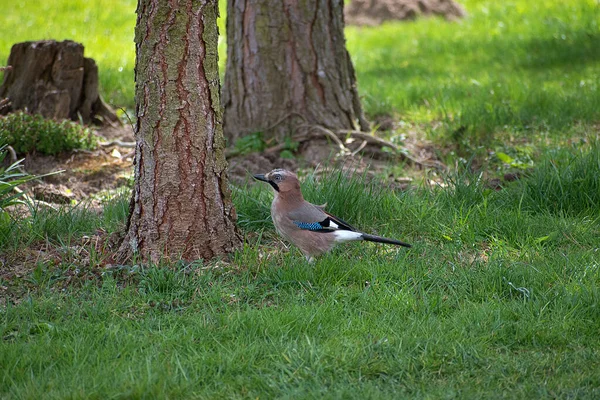 Garrulus Glandarius Eichelhäher Ist Ein Mittelgroßer Vogel Eichelhäher Garten Neben — Stockfoto