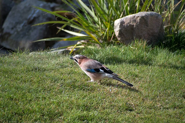 Garrulus Glandarius Eichelhäher Ist Ein Mittelgroßer Vogel Der Eichelhäher Garten — Stockfoto