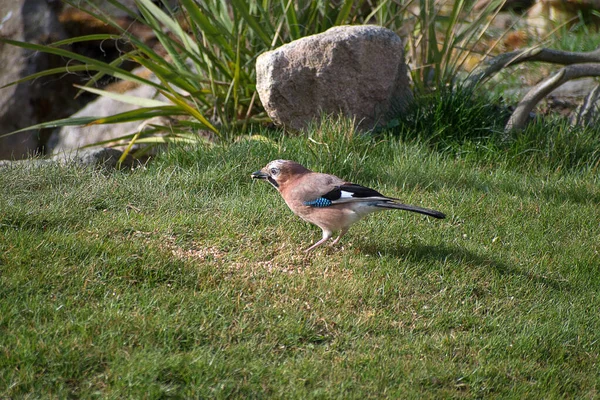 Garrulus Glandarius Eichelhäher Ist Ein Mittelgroßer Vogel Der Eichelhäher Garten — Stockfoto