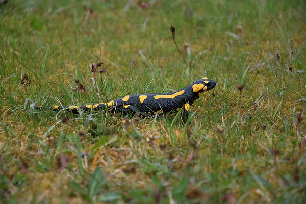 Salamandra semenderi. Semender çimlere tırmanır. Nesli tükenmekte olan hayvan türleri. Amfibyumun siyah-sarı rengi