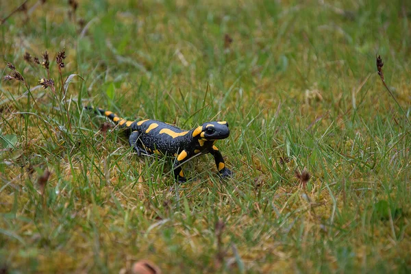 Salamandra salamandra. Salamander climbs in the grass. Strongly endangered animal species. Black-yellow color of amphibian