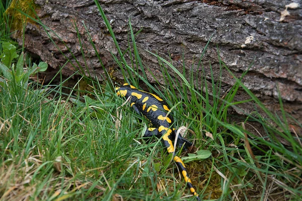 Salamandra semenderi. Semender saklanıyor. Nesli tükenmekte olan hayvan türleri. Amfibinin siyah-sarı rengi