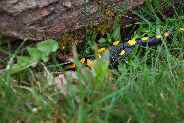 Salamandra semenderi. Semender saklanıyor. Nesli tükenmekte olan hayvan türleri. Amfibinin siyah-sarı rengi