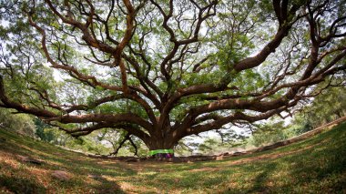 Bodhi ağacı, Ficus bileğinde L., büyük ağaç