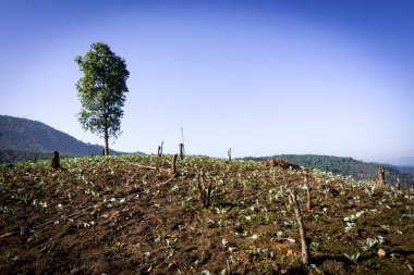 Çimenli tepe üzerinde bir ağaç.