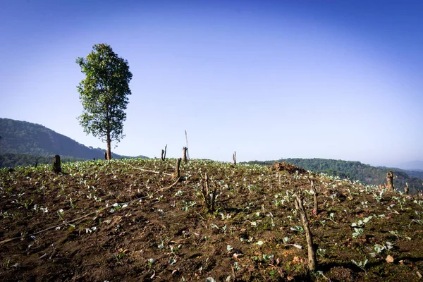 Çimenli tepe üzerinde bir ağaç.