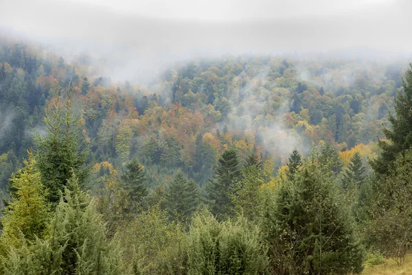 Floresta de outono em montanhas — Fotografia de Stock