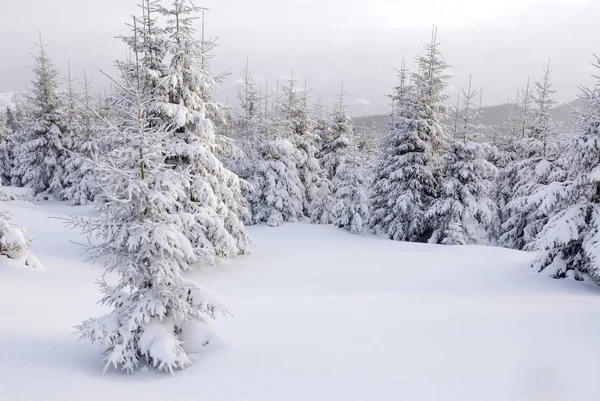 Şiddetli kar yağışı altında Noel ağaçları