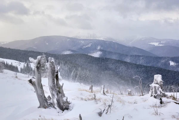 Eski ahşap kütükler