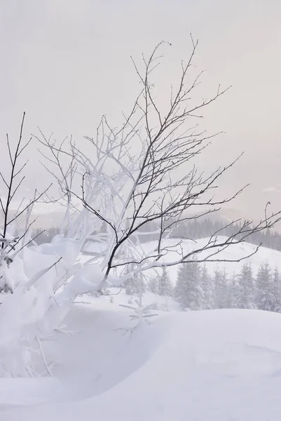 Wood şiddetli kar yağışı altında