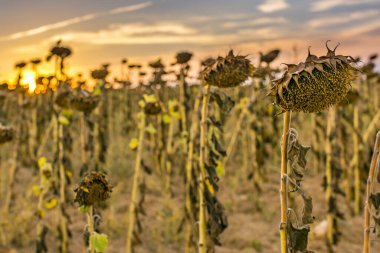 Yaz sonunda İspanya 'nın iç kesimlerinde kurumuş ayçiçekleri.