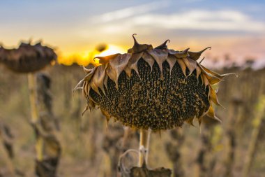 Yaz sonunda İspanya 'nın iç kesimlerinde kurumuş ayçiçekleri.