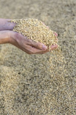 Bir kadının ellerinde arpa toplamak.