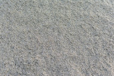 Yaz boyunca hasat edilen taze arpa hasadı