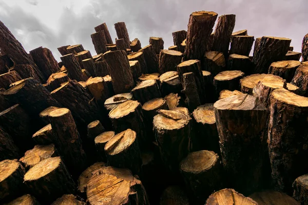 Sawmill Treatment Processing Pine Wood — Stock Photo, Image