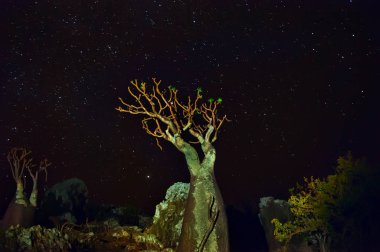 şişe ağaç gece gökyüzünde özgüdür. Kayıp Dünya karanlık gece fotoğrafı.