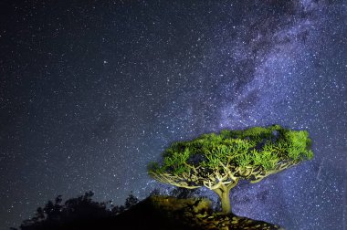 Samanyolu ve yıldızlı gökyüzünün arka plan üzerinde nadir endemik Ejder ağacı. Gece fotoğraf vahşi hiç uzak bir ada üzerinde.