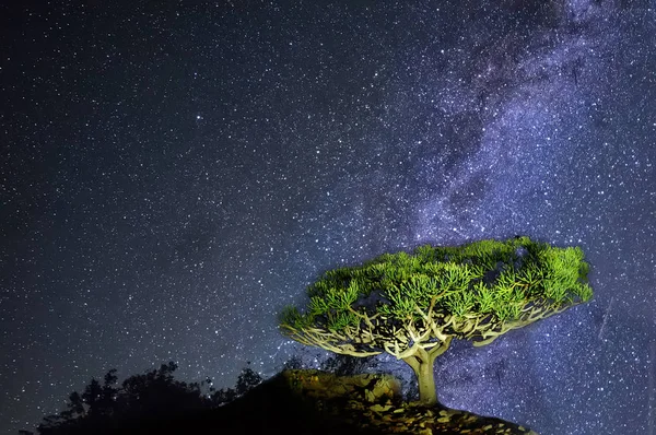 Samanyolu ve yıldızlı gökyüzünün arka plan üzerinde nadir endemik Ejder ağacı. Gece fotoğraf vahşi hiç uzak bir ada üzerinde.
