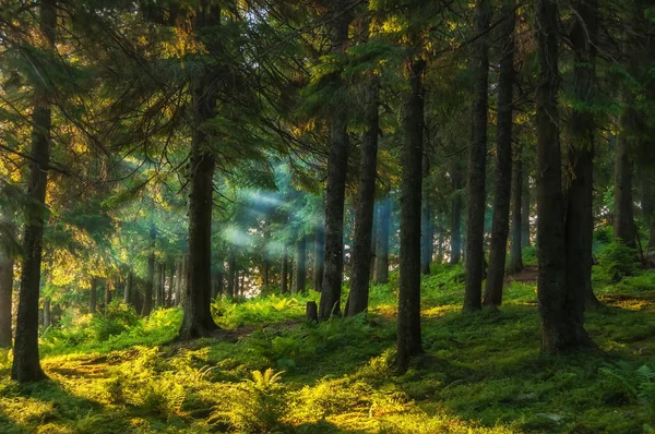 Floresta de coníferas no início da manhã — Fotografia de Stock