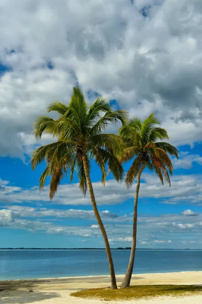 Iki ıssız bir sahilde palmiyeler. — Stok fotoğraf