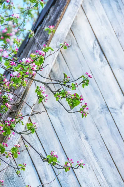 Takken van een appelboom met delicate roze bloemen — Stockfoto