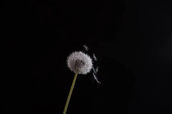 White fluffy dandelion flower  on a black background. — Stock Photo, Image