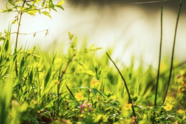 Bir glade sarı küçük çiçekler