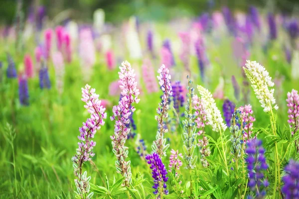 Fioritura di lupini — Foto Stock