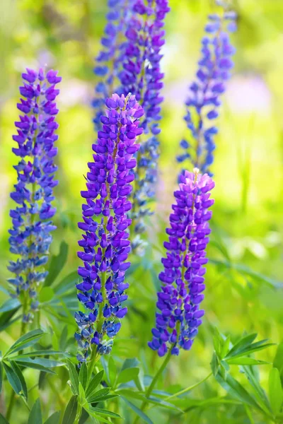 The flowering of purple lupines — Stock Photo, Image