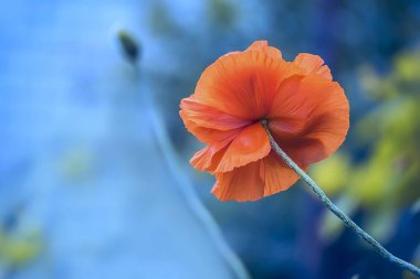 Büyük Kızıl dekoratif haşhaş çiçekleri 