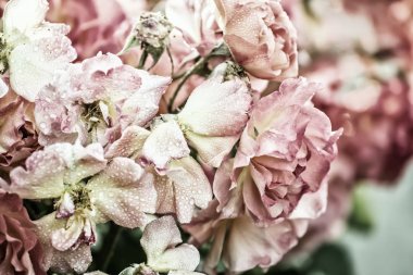 güzel çiçek açan güller