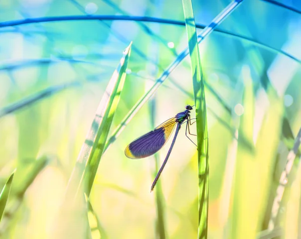 Libelle aus nächster Nähe an den Stängeln des Grases — Stockfoto