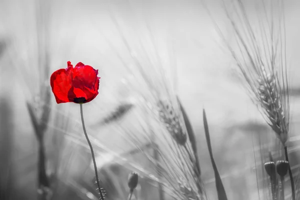 Червона квітка на чорно-білому задньому полі вух — стокове фото