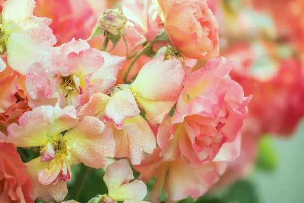 Schön blühende Rosen — Stockfoto