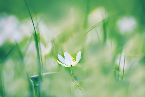 Delicate white anemone flowers — Stock Photo, Image
