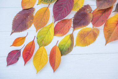 Hafif ahşap arka planda sonbahar yaprakları. 