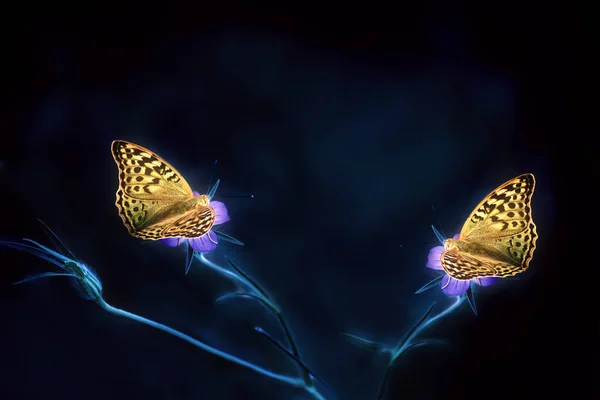 蝶の写真を芸術的なファンタジー — ストック写真