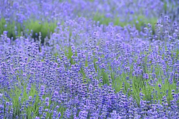 薰衣草薰衣草的鲜花的温柔. — 图库照片